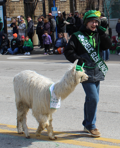 Gaelic Glen Alpacas in 2019 Cleveland St. Patrick's Day Parade